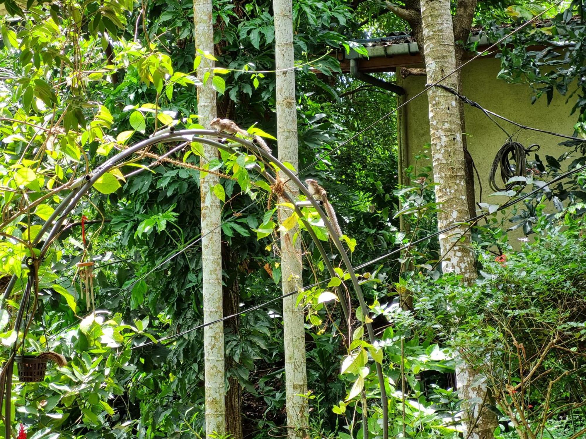 Squirrel'S Nest Hotel Kandy Kültér fotó