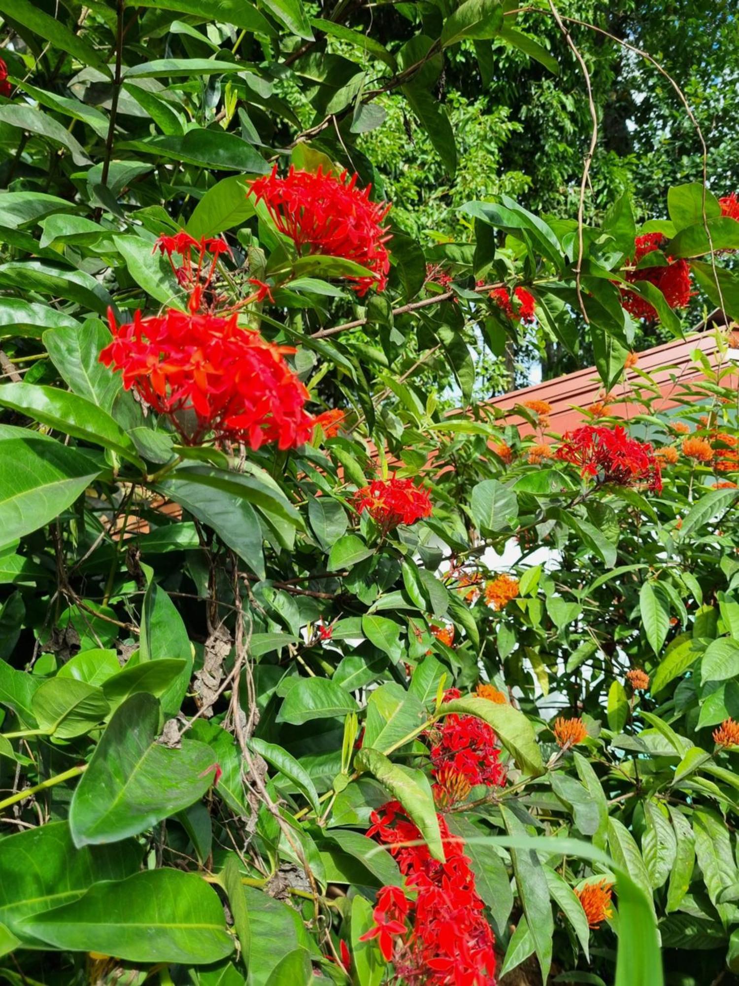 Squirrel'S Nest Hotel Kandy Kültér fotó